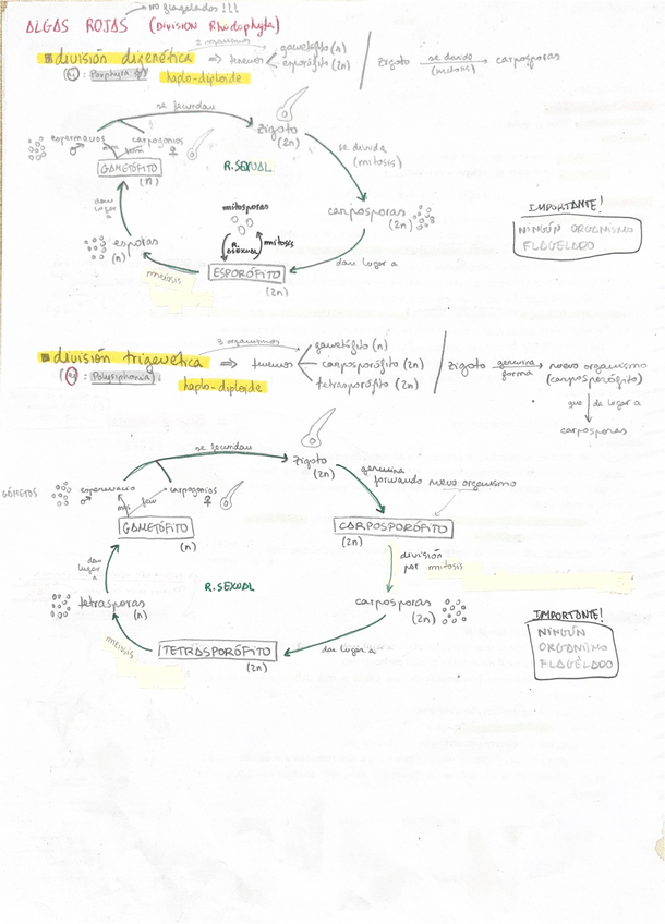 Miniatura del documento ciclos ALGAS +importantes.pdf