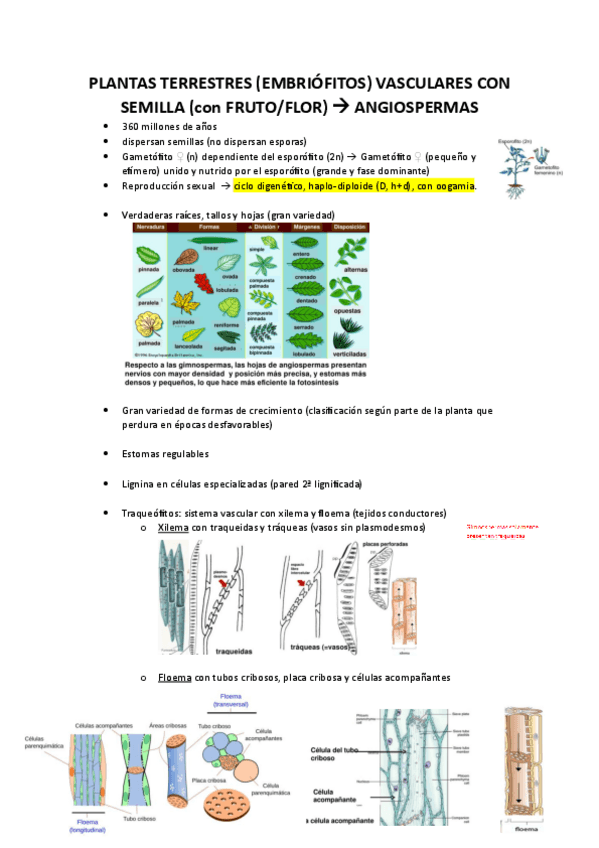 Miniatura del documento ANGIOSPERMAS-P.T.V-CON-FRUTO-FLOR.pdf