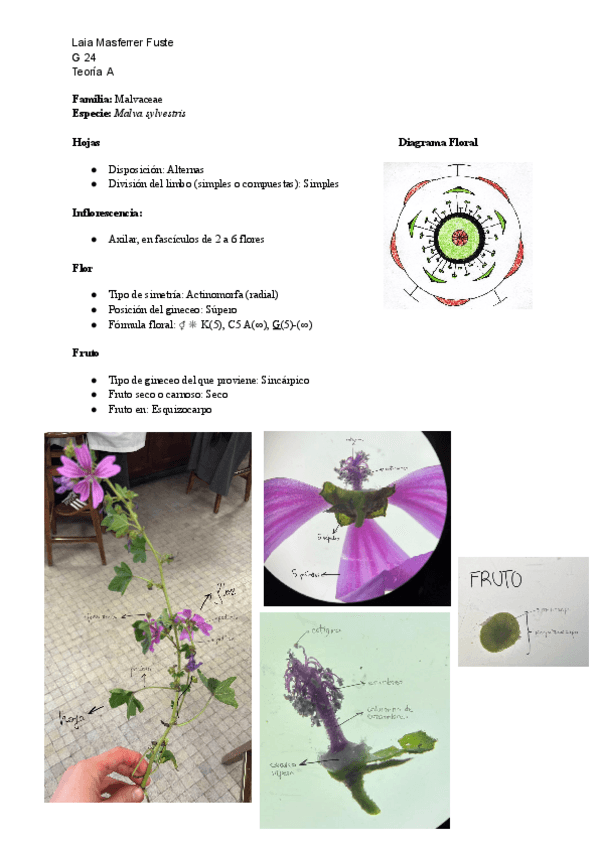 Miniatura del documento Practicas-PLANTAS-2a-semana.pdf