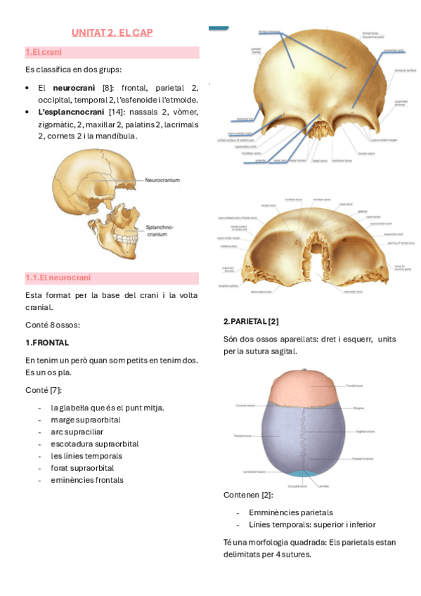 Miniatura del documento Anatomia-unitat-2-el-cap.pdf