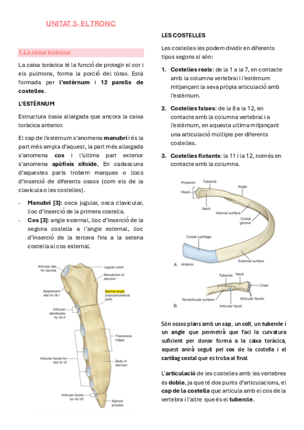 Miniatura del documento Anatomia-unitat-3-el-tronc.pdf