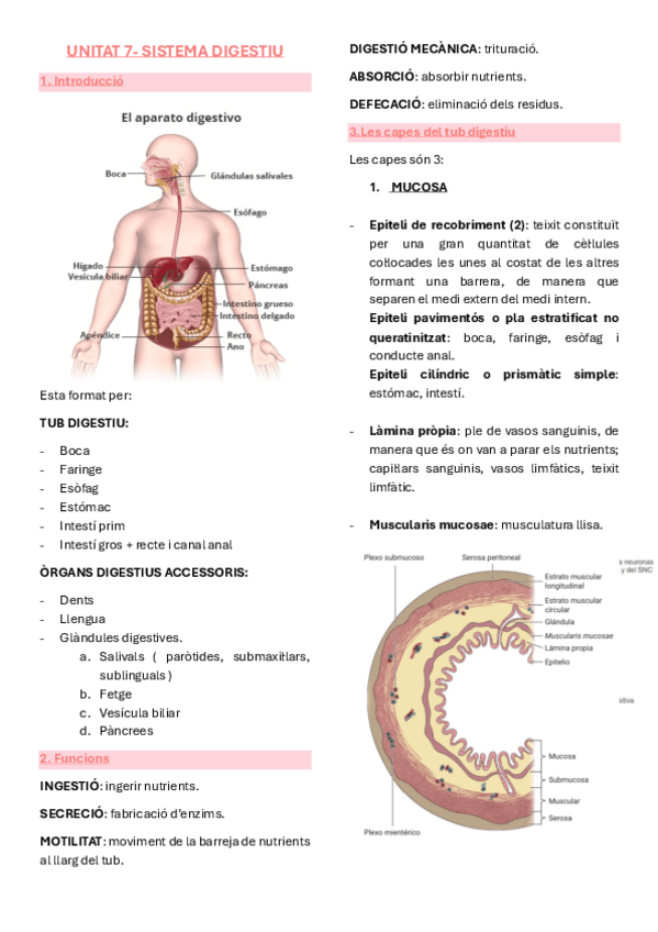 Miniatura del documento Anatomia-unitat-7-sistema-digestiu.pdf