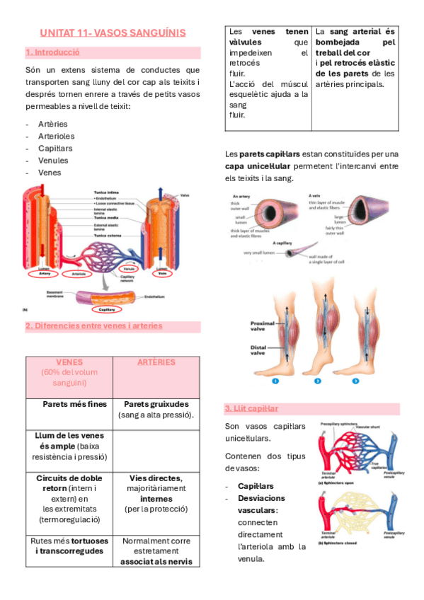Miniatura del documento Anatomia-unitat-11-vasos-sanguinis.pdf