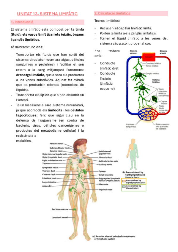 Miniatura del documento Anatomia-unitat-13-sistema-limfatic.pdf