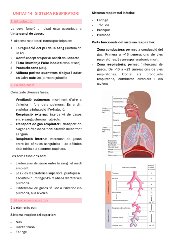 Miniatura del documento Anatomia-unitat-14-sistema-respiratori.pdf