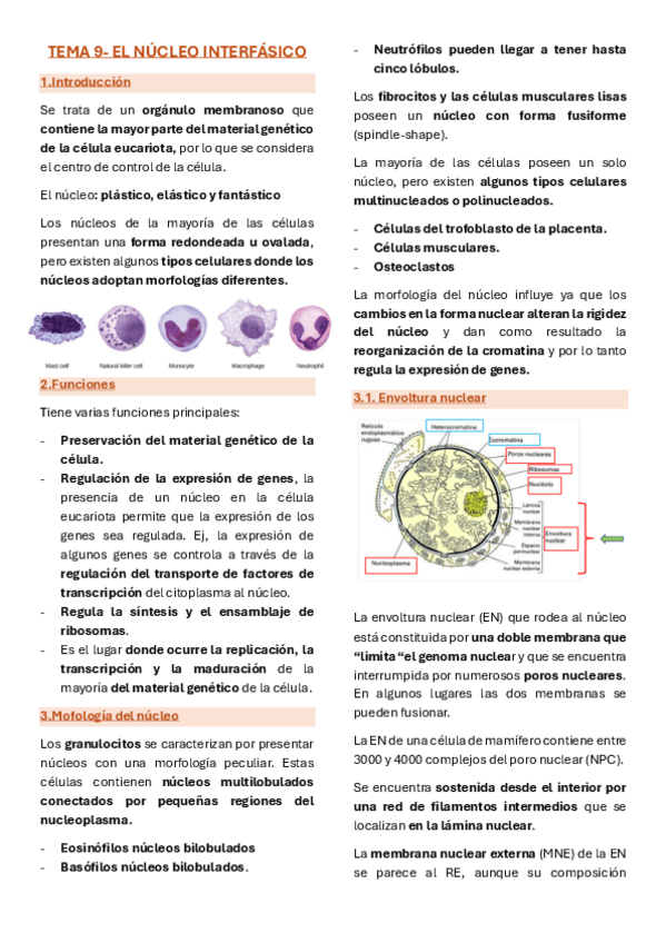 Miniatura del documento Citologia-unidad-9-el-nucleo-interfasico.pdf