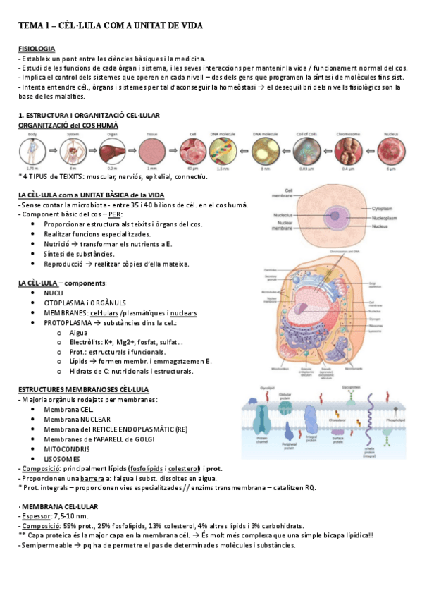 Miniatura del documento TEMA-1.pdf