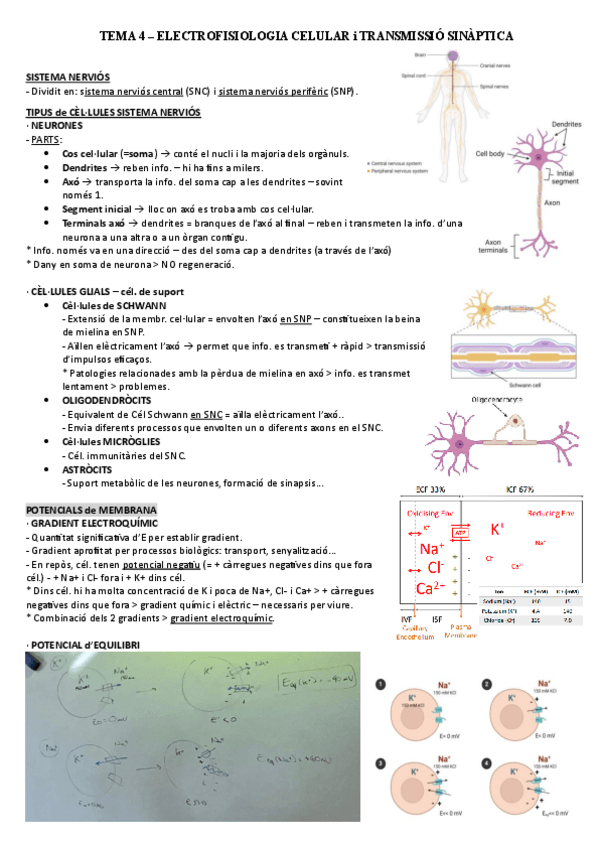 Miniatura del documento TEMA-4.pdf