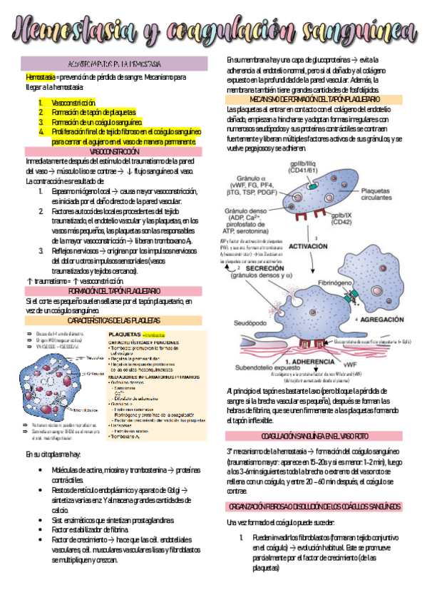 Miniatura del documento HEMATOLOGIA.pdf
