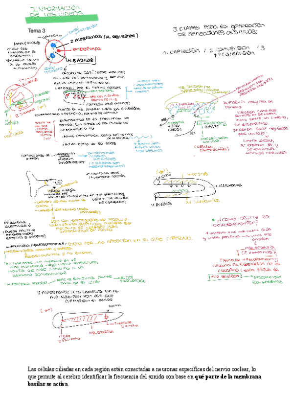 Miniatura del documento Audicion-neuro.pdf