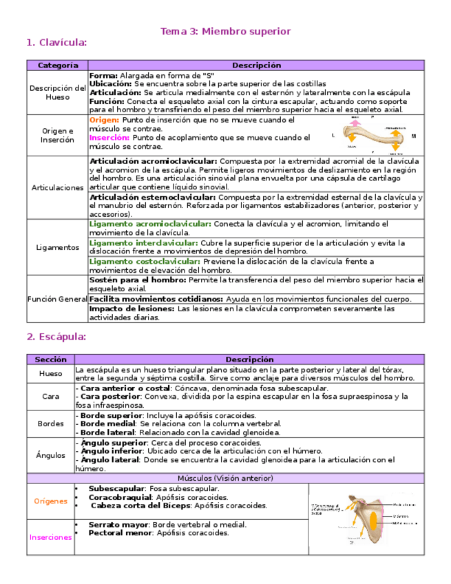 Miniatura del documento T3-Miembro-superior.docx