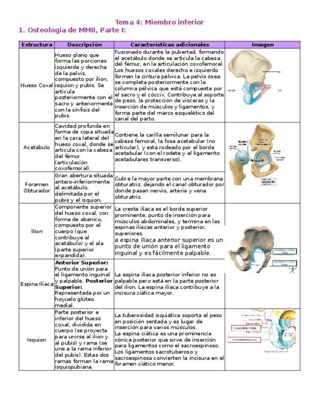 Miniatura del documento T4-Miembro-inferior.docx