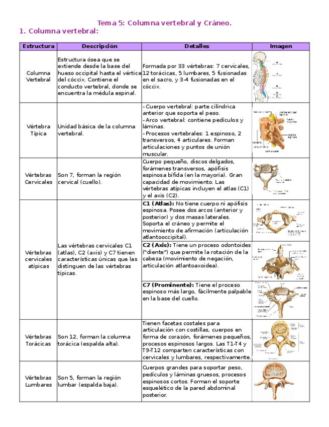 Miniatura del documento T5-Columna-vertebral-y-Craneo..docx