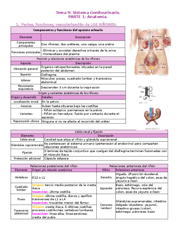 Miniatura del documento T9-Sistema-Genitourinario..docx