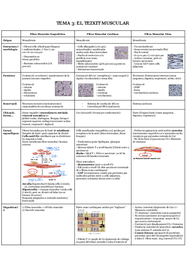 Miniatura del documento T3-Teixit-muscular.pdf