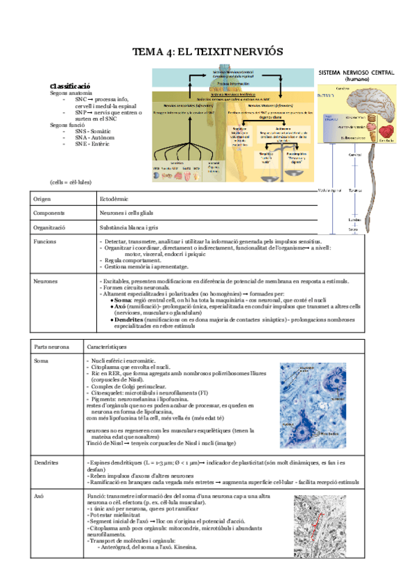 Miniatura del documento T4-Teixit-nerviós.pdf