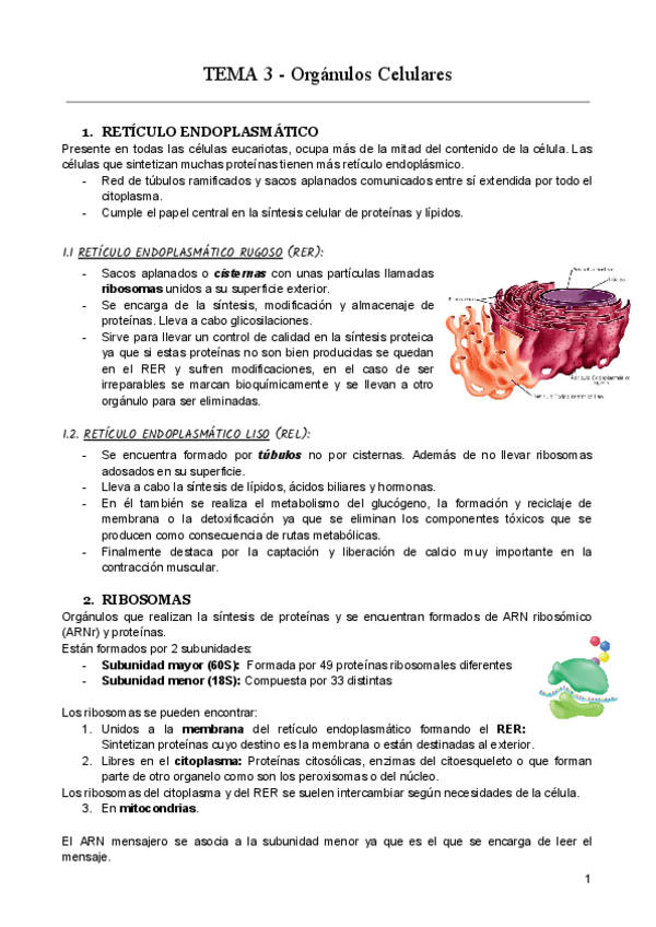 Miniatura del documento T3-Organulos-Celulares.pdf