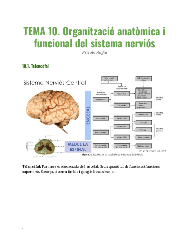 Miniatura del documento TEMA-10-PSICOBIO.pdf