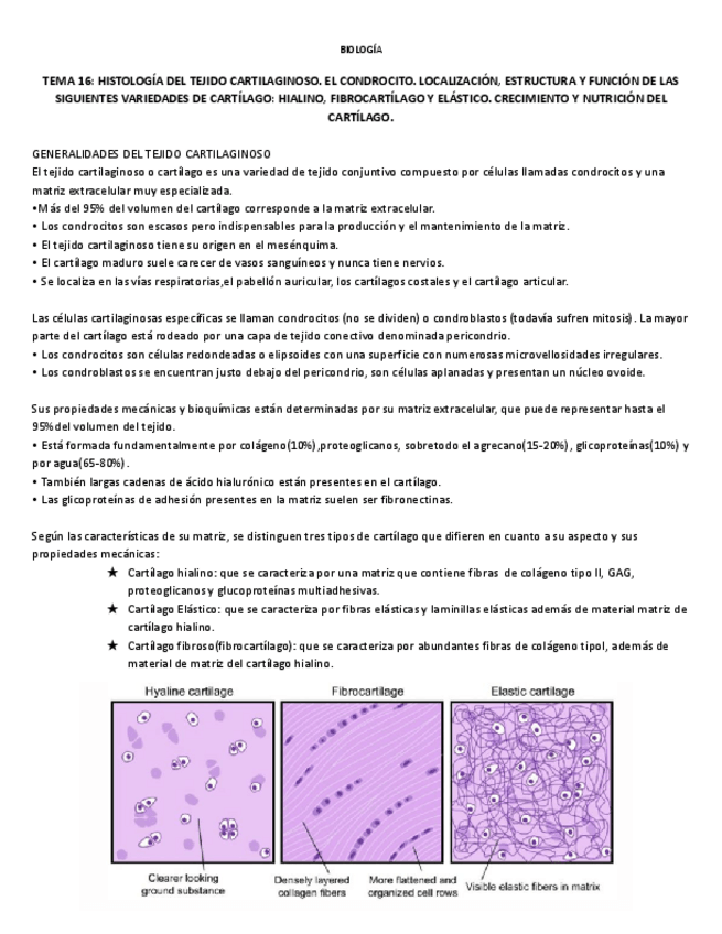 Miniatura del documento TEMA-16-HISTOLOGIA-DEL-TEJIDO-CARTILAGINOSO.-EL-CONDROCITO.-LOCALIZACION-ESTRUCTURA-Y-FUNCION-DE-LAS-SIGUIENTES-VARIEDADES-DE-CARTILAGO-HIALINO-FIBROCARTILAGO-Y-ELASTICO.-CRECIMIENTO-Y-NUTRICION-DEL-CARTILAGO..pdf