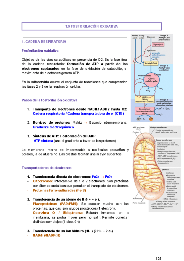 Miniatura del documento Bioquimica-II-Parte-2.pdf