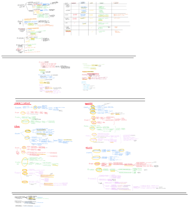 Miniatura del documento ANATOMIA.pdf