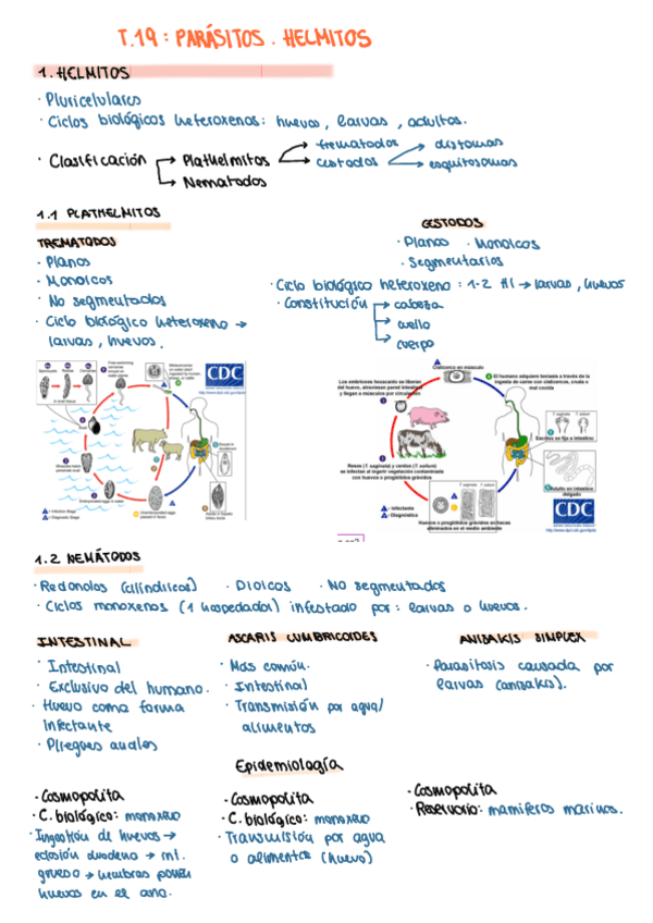 Miniatura del documento T19.-Parasitos.-Helmitos.pdf