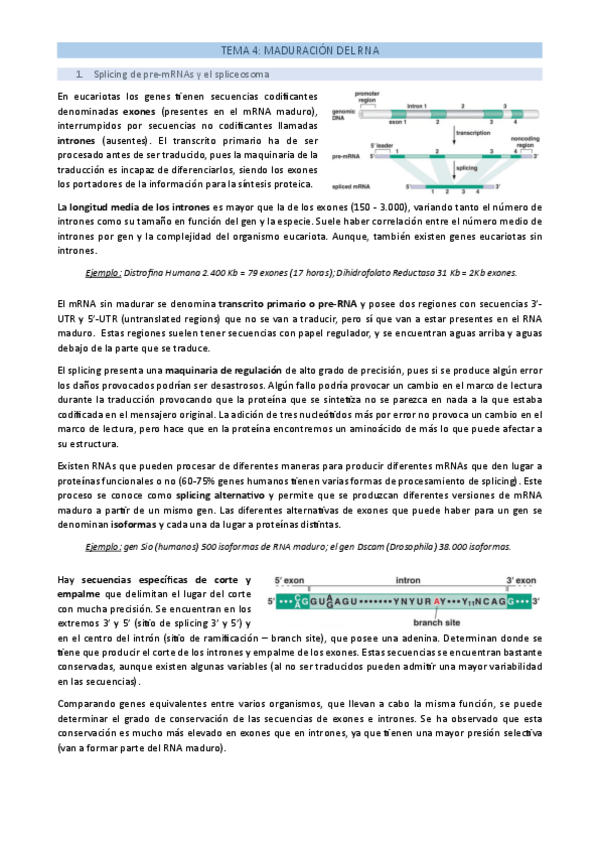 Miniatura del documento TEMA-4-Maduracion-del-RNA.pdf