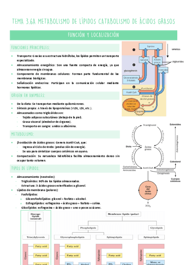 Miniatura del documento TEMA-3.6A-METABOLISMO.pdf
