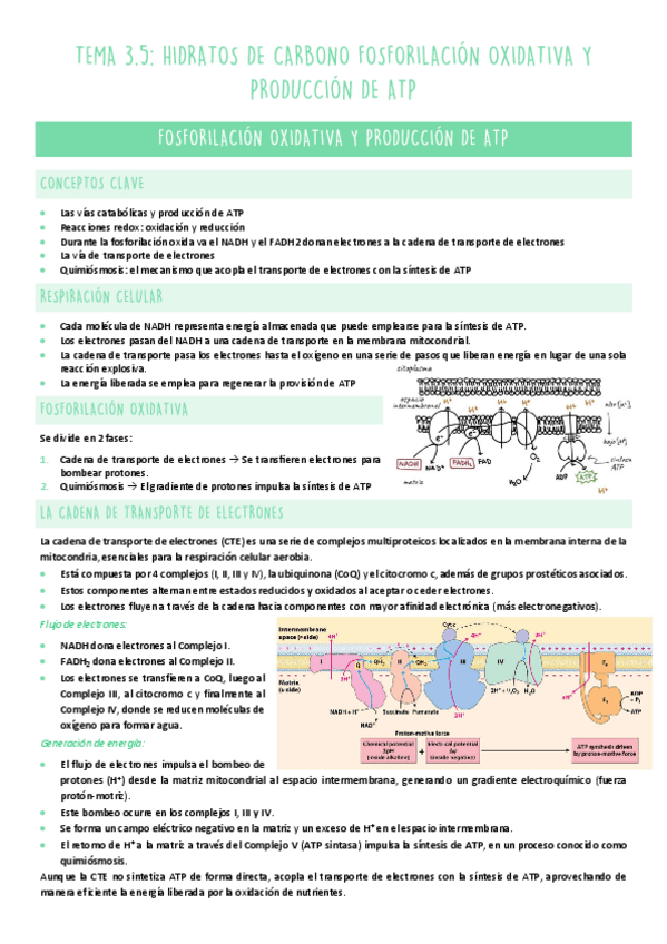 Miniatura del documento TEMA-3.5-METABOLISMO.pdf