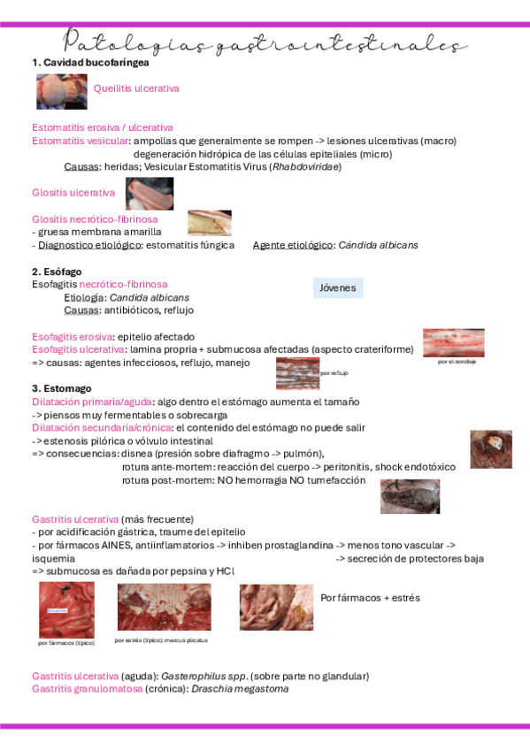 Miniatura del documento 34.-AP-digestivo.pdf