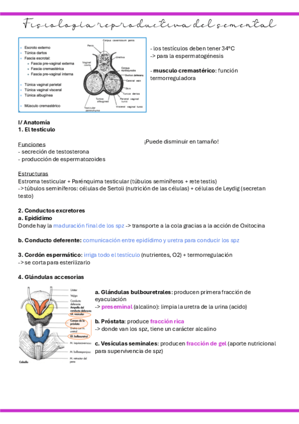Miniatura del documento 7.-Fisiologia-reproductiva-del-semental.pdf