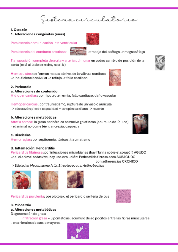 Miniatura del documento S8.-AP-Sistema-circulatorio.pdf