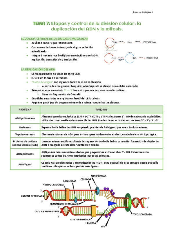 Miniatura del documento Tema-7-Etapas-y-control-de-la-division-celular.pdf