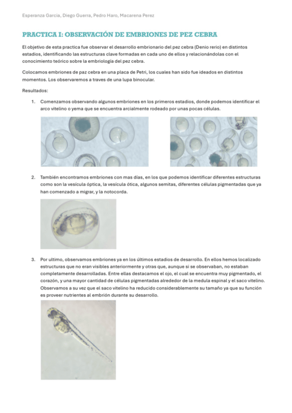 Miniatura del documento Practicas-embrio-I-II-III.pdf