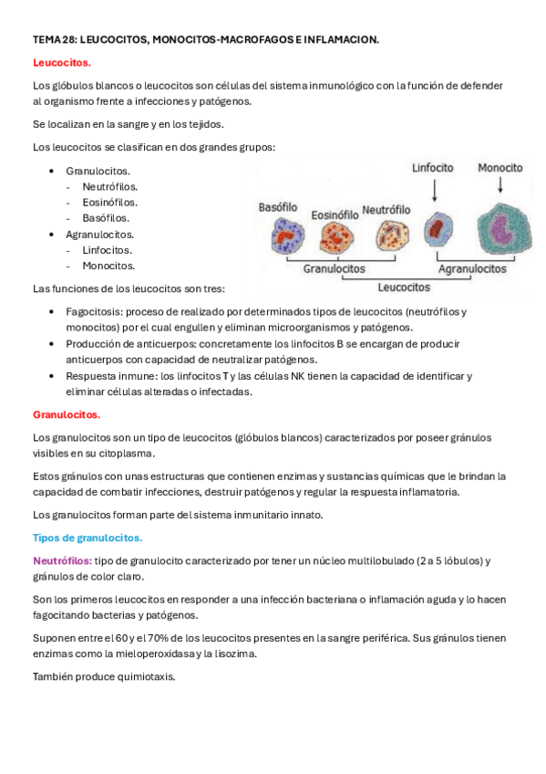 Miniatura del documento TEMA-28-Leucocitos-monocitos-macrofagos-e-inflamacion.pdf