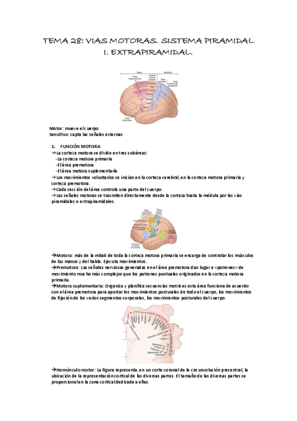 Miniatura del documento TEMA-28-SISTEMA-NERVIOSO.pdf