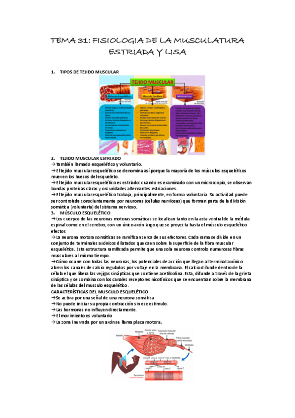 Miniatura del documento TEMA-31-SISTEMA-NERVIOSO.pdf