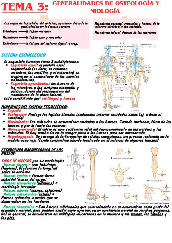 Miniatura del documento tema3-Resumen-anatomia.pdf