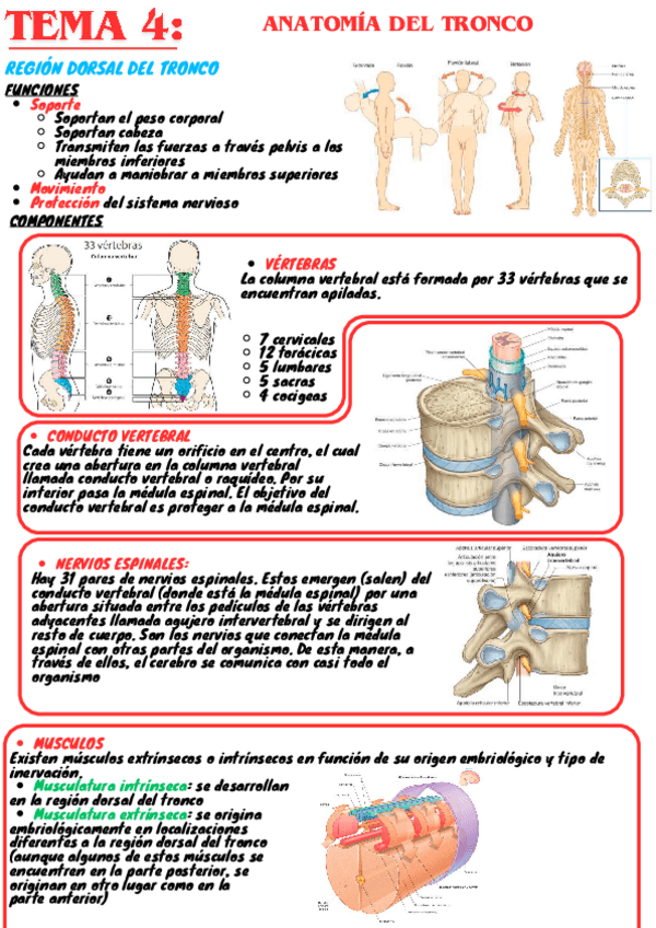 Miniatura del documento tema4-Resumen-anatomia.pdf