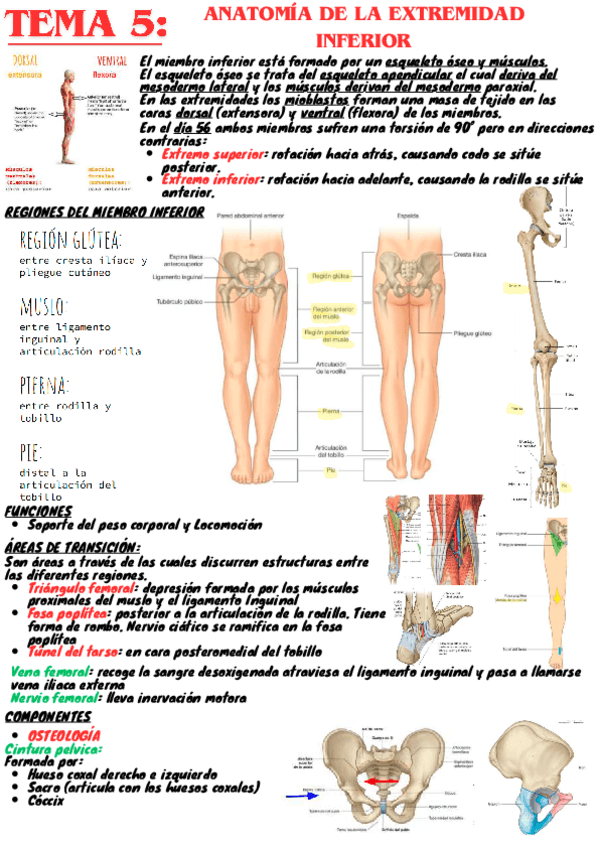 Miniatura del documento tema5-Resumen-anatomia.pdf