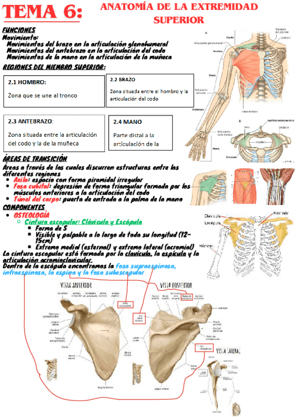 Miniatura del documento tema6-Resumen-anatomia.pdf