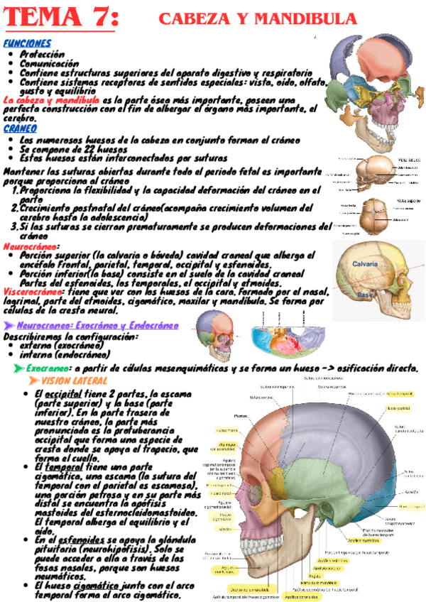 Miniatura del documento tema7-Resumen-anatomia.pdf