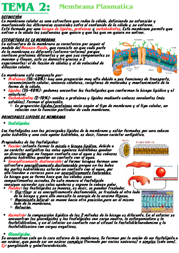 Miniatura del documento tema2-citologia-Resumen.pdf