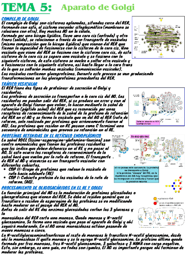Miniatura del documento tema5-citologia-resumen.pdf