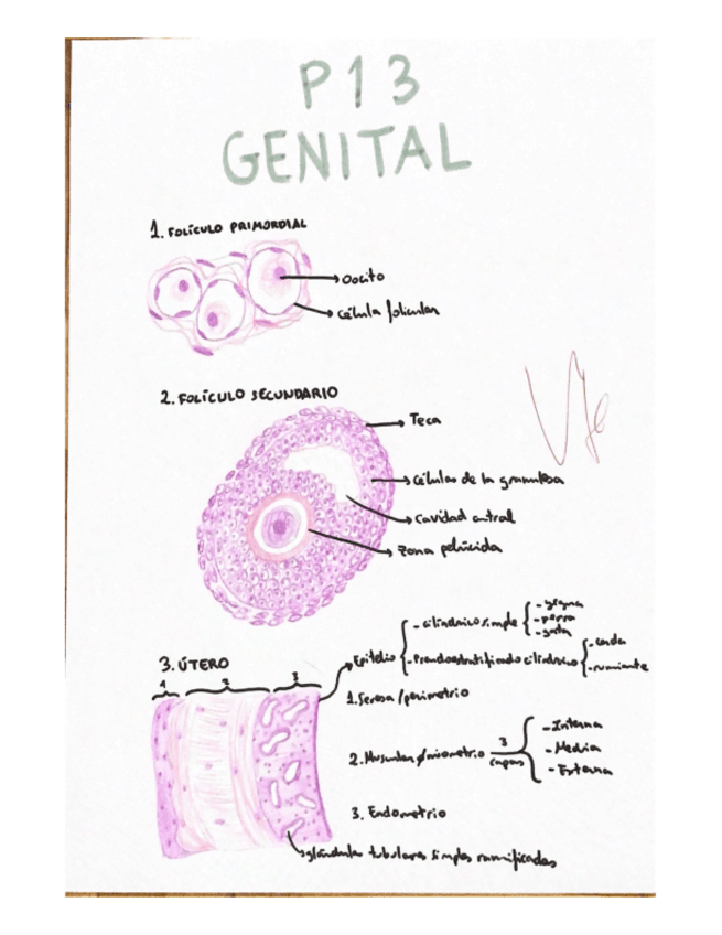 Miniatura del documento Histologia-Practica-13-corregida.pdf
