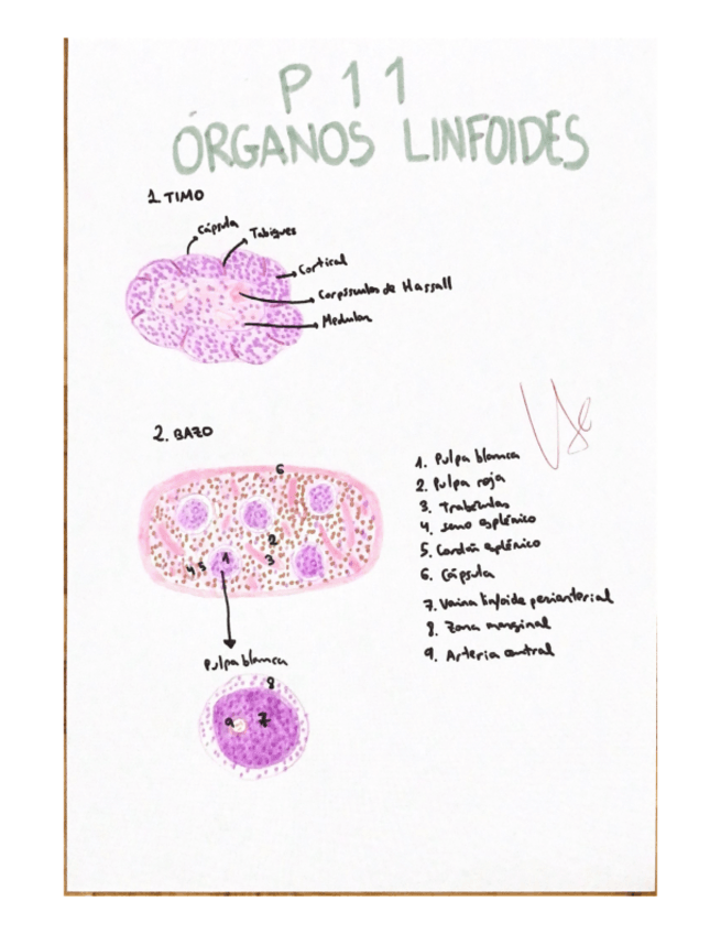 Miniatura del documento Histologia-Practica-11-corregida.pdf