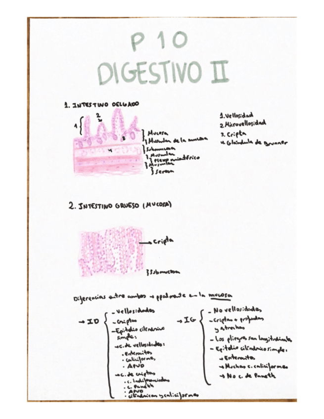 Miniatura del documento Histologia-Practica-10-corregida.pdf