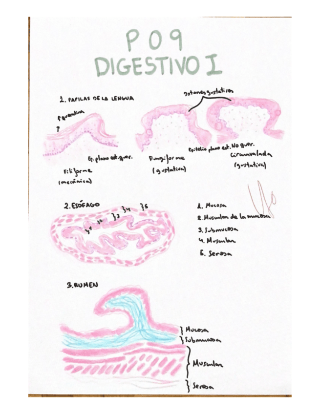Miniatura del documento Histologia-Practica-9-corregida.pdf