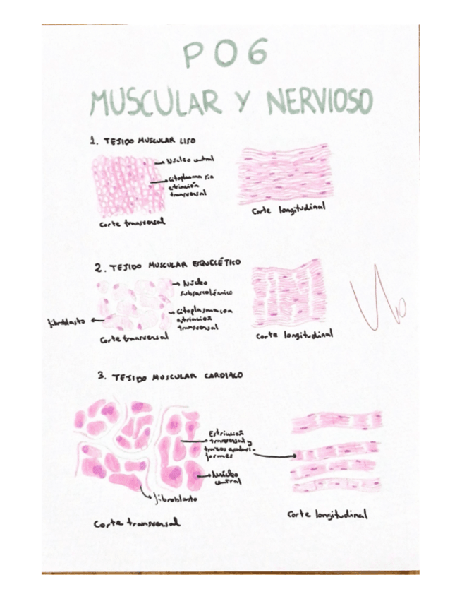 Miniatura del documento Histologia-Practica-6-corregida.pdf