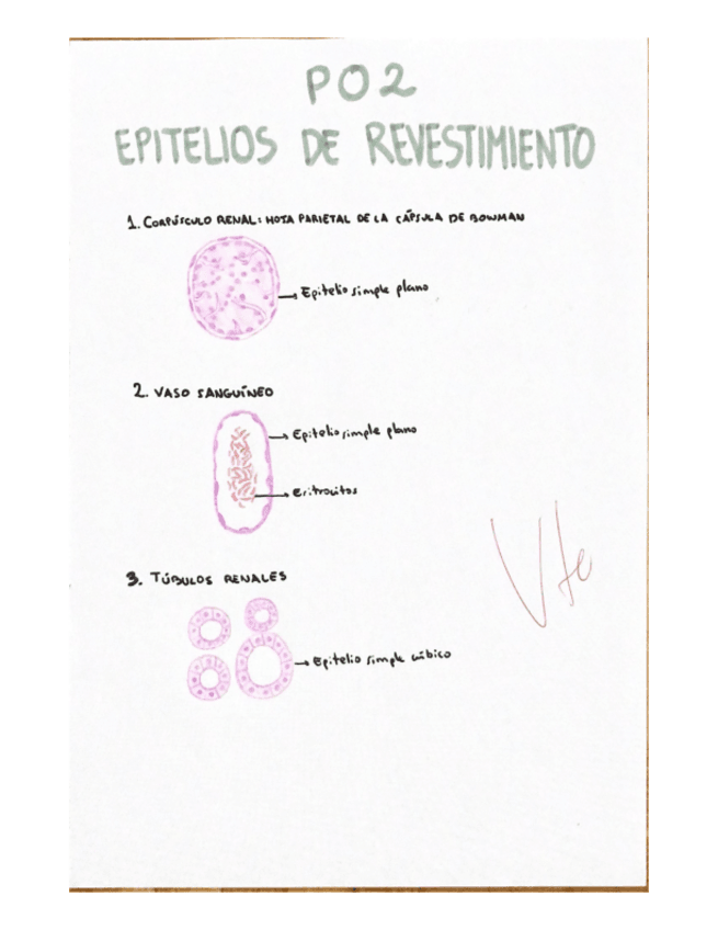 Miniatura del documento Practicas-histo-completo-corregido.pdf